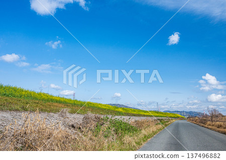 大阪府淀川河床沿岸及道路兩旁盛開的油菜花 137496882