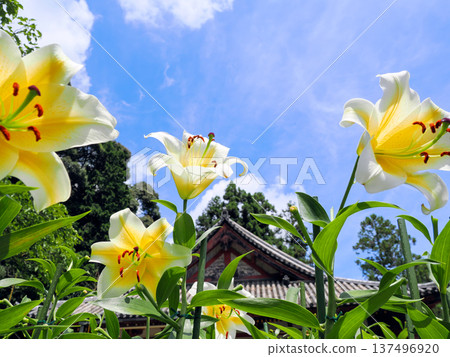 【奈良縣】大和郡山市松尾寺院內盛開的卡薩布蘭卡花（攝於2024年7月17日） 137496920