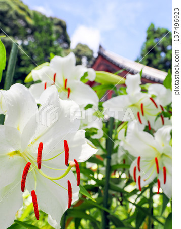 [Nara Prefecture] Casablanca flowers blooming in the grounds of Matsuo-ji Temple in Yamatokoriyama City (photographed on July 17, 2024) 137496923