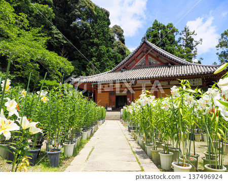 [Nara Prefecture] Casablanca flowers blooming in the grounds of Matsuo-ji Temple in Yamatokoriyama City (photographed on July 17, 2024) 137496924