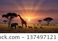 African savanna sunset and wildlife 137497121