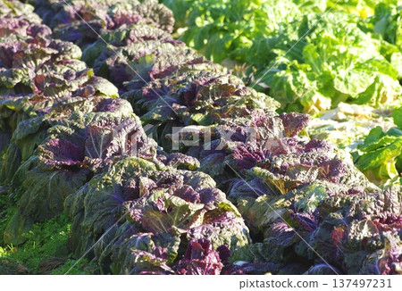 A field where purple cabbage is growing 137497231