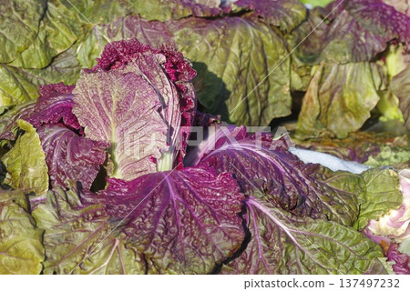 The growth of red-purple Chinese cabbage at harvest time 137497232