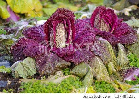 The growth of red-purple Chinese cabbage at harvest time 137497233