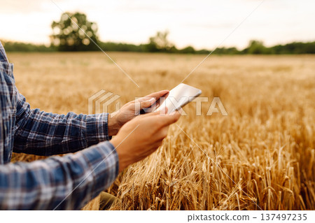 Farmer working with Tablet on wheat field. Smart farming and digital agriculture. Growth dynamics. 137497235