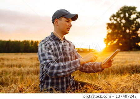 Farmer working with Tablet on wheat field. Smart farming and digital agriculture. Growth dynamics. Farmer working with Tablet on wheat field. Smart farming and digital agriculture. Growth dynamics. 137497242