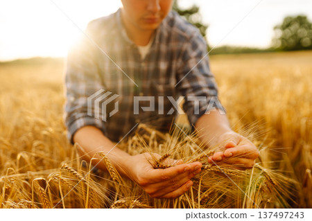 Wheat quality check. Farmer with ears of wheat in a wheat field. Harvesting. Agribusiness 137497243