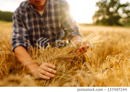 Wheat quality check. Farmer with ears of wheat in a wheat field. Harvesting. Agribusiness 137497244