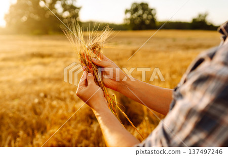 Wheat quality check. Farmer with ears of wheat in a wheat field. Harvesting. Agribusiness 137497246