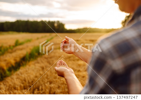 Grains of wheat in hands of the farmer. Crop of oats in male's hands. Agricultural farm. Grains of wheat in hands of the farmer. Crop of oats in male's hands. Agricultural farm. 137497247