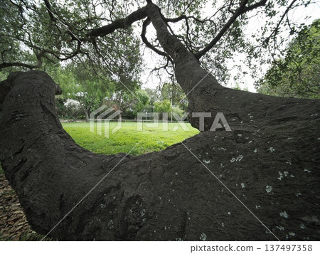 A view of a green park and curved tree trunks 137497358