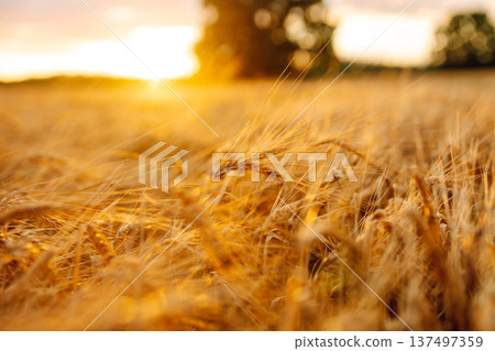 Gold wheat field. The idea of a rich harvest. Agriculture farm. Gold wheat field. The idea of a rich harvest. Agriculture farm. 137497359