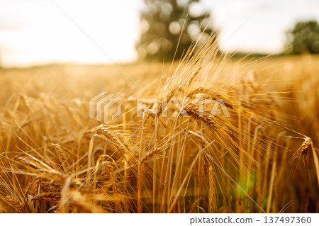 Gold wheat field. The idea of a rich harvest. Agriculture farm. 137497360