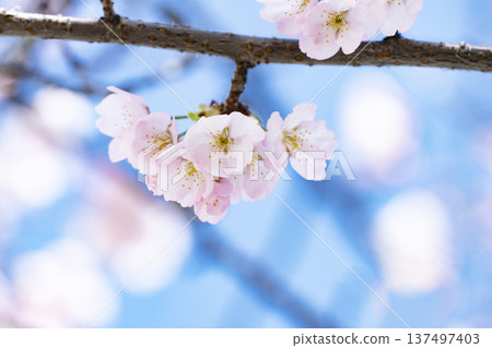 Cherry blossoms in blue sky back Cherry blossoms in blue sky back 137497403