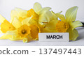 Bright yellow daffodil bouquet for springtime decor and nature photography in March 137497443