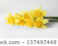 Bright yellow daffodil bouquet on white background for spring and nature photography 137497448