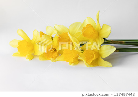 Bright yellow daffodil bouquet on white background for spring and nature photography 137497448
