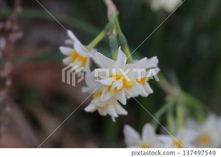 早春時節,花園裡盛開著花瓣潔白、花心橙色的水仙花。 早春時節,花園裡盛開著花瓣潔白、花心橙色的水仙花。 137497549