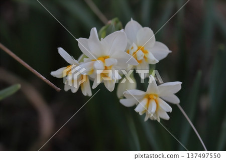 早春時節,花園裡盛開著花瓣潔白、花心橙色的水仙花。 早春時節,花園裡盛開著花瓣潔白、花心橙色的水仙花。 137497550