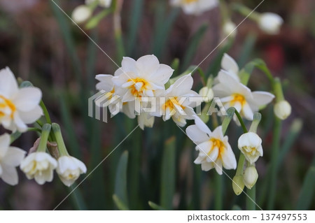 早春時節,花園裡盛開著花瓣潔白、花心橙色的水仙花。 早春時節,花園裡盛開著花瓣潔白、花心橙色的水仙花。 137497553