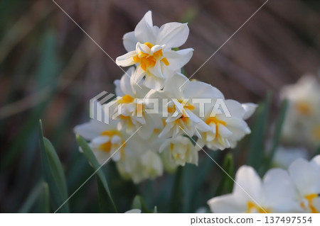 早春時節,花園裡盛開著花瓣潔白、花心橙色的水仙花。 早春時節,花園裡盛開著花瓣潔白、花心橙色的水仙花。 137497554