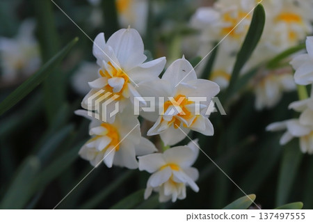 早春時節,花園裡盛開著花瓣潔白、花心橙色的水仙花。 早春時節,花園裡盛開著花瓣潔白、花心橙色的水仙花。 137497555