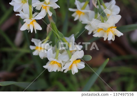 早春時節，花園裡盛開著花瓣潔白、花心橙色的水仙花。 137497556