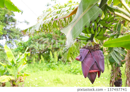 <Okinawa Prefecture> Banana tree fruits and flowers <Okinawa Prefecture> Banana tree fruits and flowers 137497741