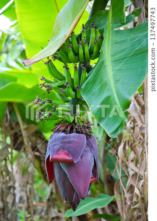 <Okinawa Prefecture> Banana tree fruits and flowers <Okinawa Prefecture> Banana tree fruits and flowers 137497743