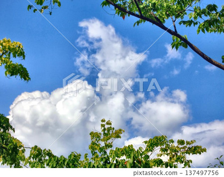 八月雲-68 137497756