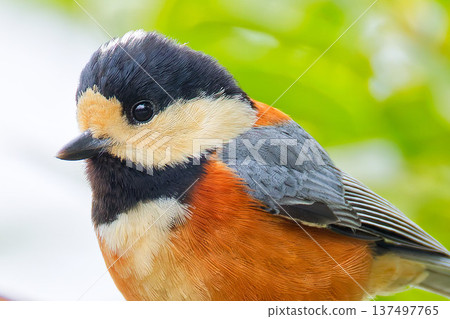 Varied tit face Varied tit face 137497765