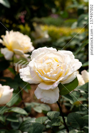 Bloom white rose with green leave in the garden 137497802