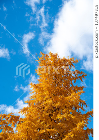 Yellow color of Ginkgo tree with the clear blue sky background 137497818