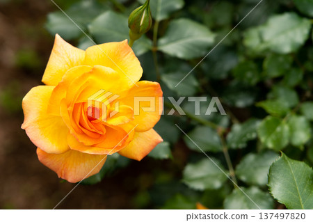 Bloom yellow rose with green leave in the garden 137497820