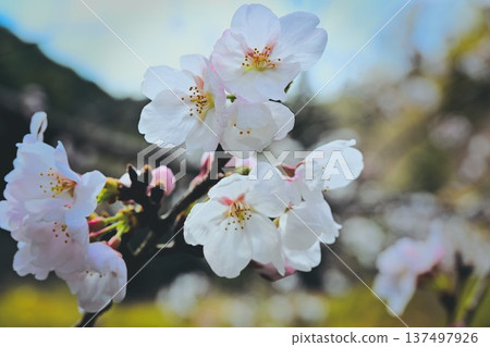 Cherry blossom 137497926