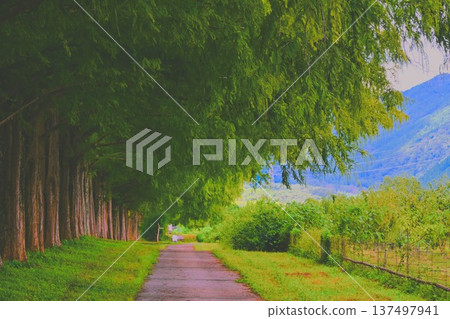 A path through a bamboo forest 137497941