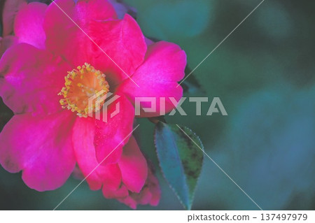 red camellia flower red camellia flower 137497979