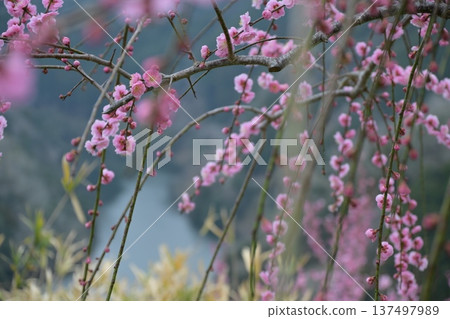 Plum blossoms telling the arrival of spring Plum blossoms telling the arrival of spring 137497989
