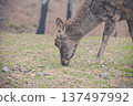 Deer eating grass 137497992