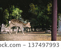 Deer eating deer rice cracker 137497993