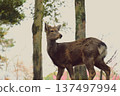 A deer with a herd of deer in the background 137497994