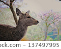 Deer with cherry blossoms in the background 137497995