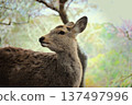 Deer gazing at cherry blossoms 137497996