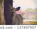 deer illuminated by the setting sun 137497997