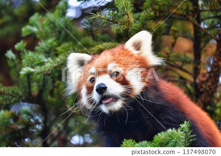 Lesser panda to climb trees 137498070