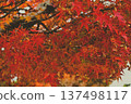 Bright red autumn leaves 137498117
