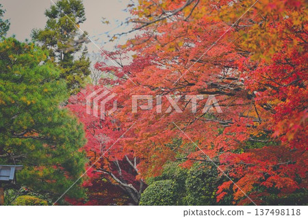 改變葉子的Momiji 改變葉子的Momiji 137498118