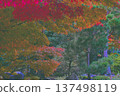 Bright red autumn leaves 137498119