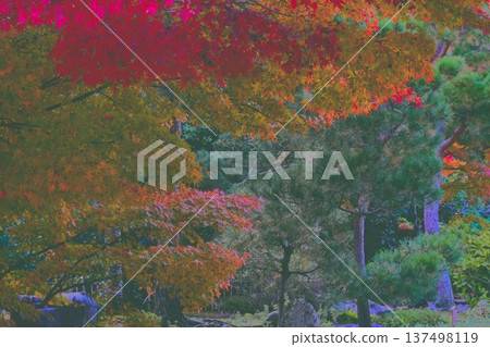 鮮紅的秋葉 鮮紅的秋葉 137498119