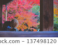 Woman looking at autumn leaves 137498120
